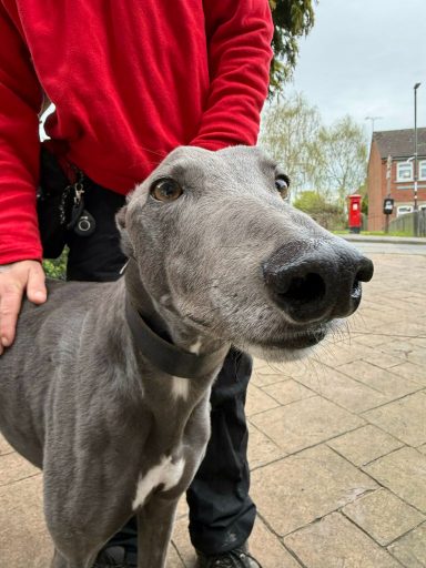 Blue the Greyhound