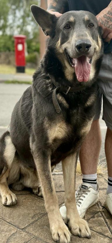 Shadow the German Shepherd