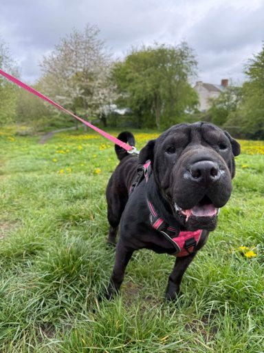 Luna the Shar Pei