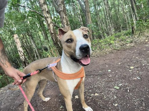 Willow the American Bull Terrier