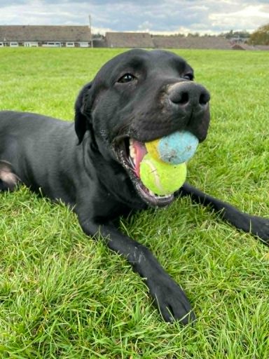 Marlo the Labrador