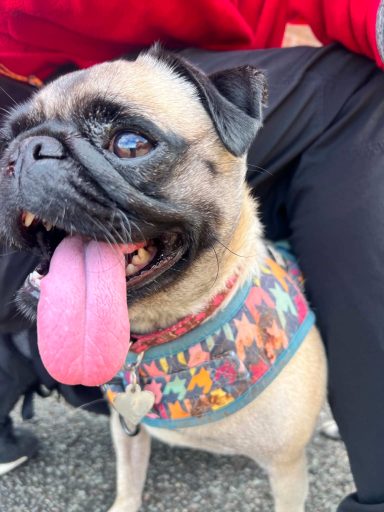 Pixie the Pug