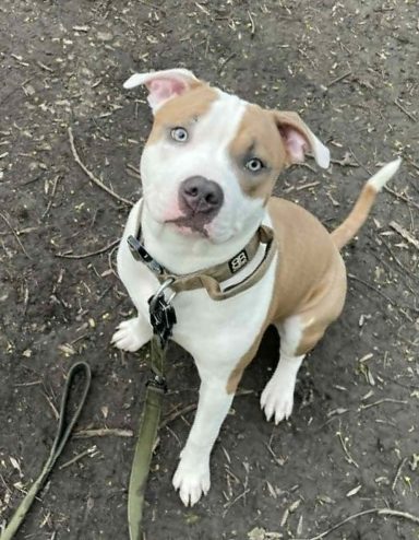 Barney the American Bull Terrier