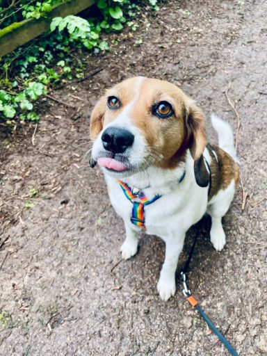 Luna the Beagle