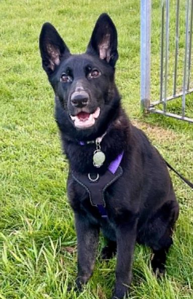 Jadis the German Shepard