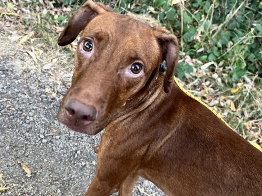 Luna the Vizsla